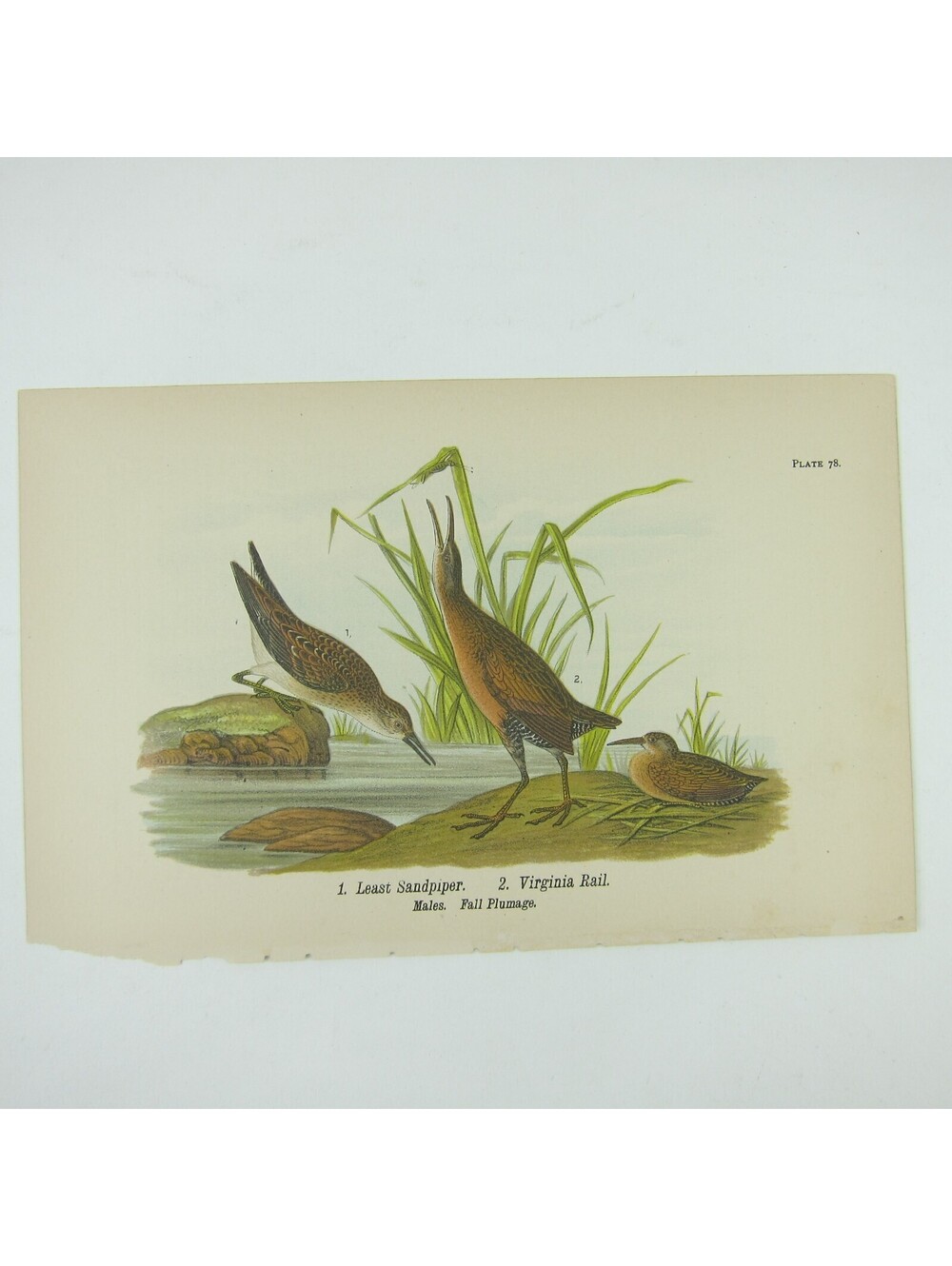 Bird Litho Print Least Sandpiper Virginia Rail John James Audubon Antique 1890